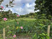 Terrain à BASSE-POINTE