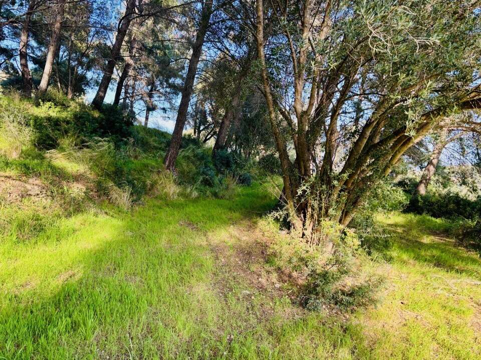 Terrain 700 m² à La Seyne-Sur-Mer  - photo 2