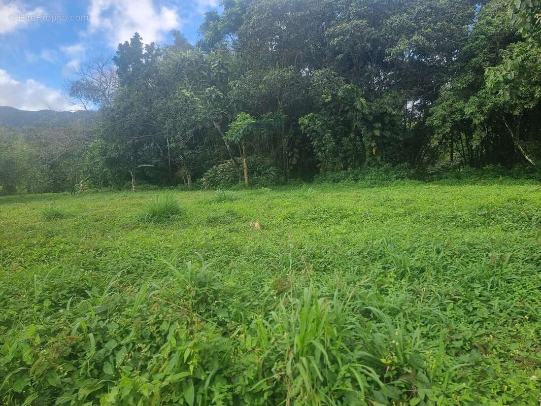 Terrain à LE MORNE-ROUGE