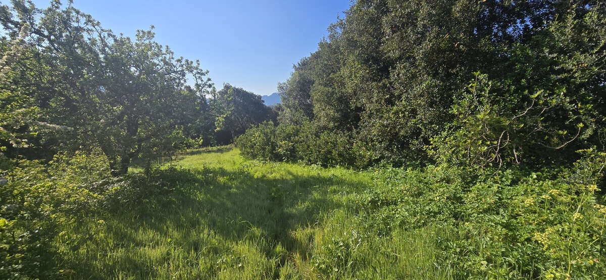 Terrain à OLMETO