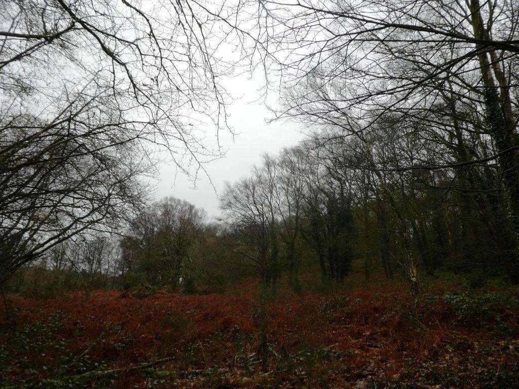 Terrain à SAINT-TUGDUAL