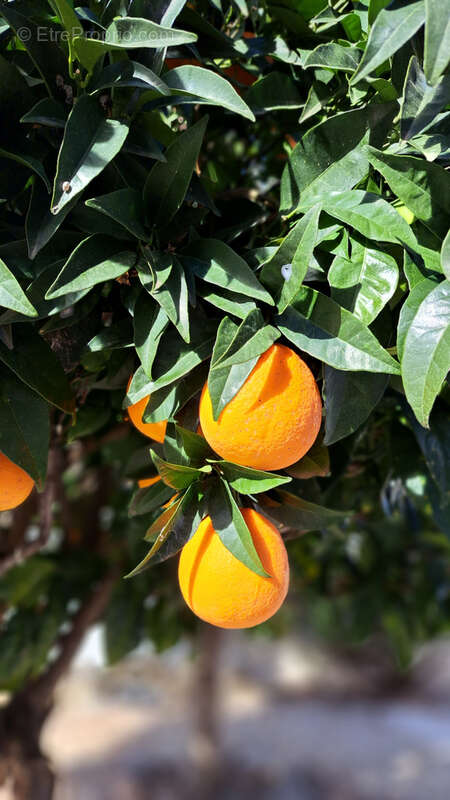 Maison à MONTREDON-DES-CORBIERES