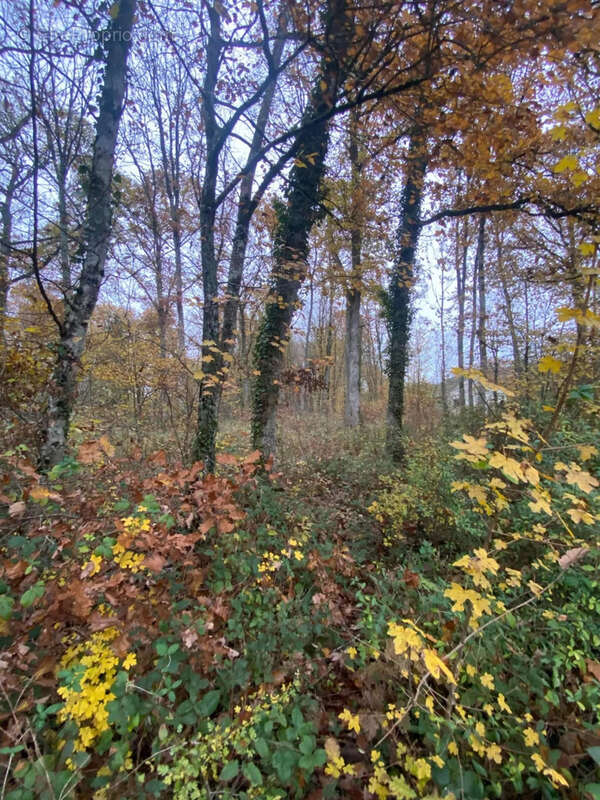 A  proximite des etangs bazoches-sur-le-betz - photo 2