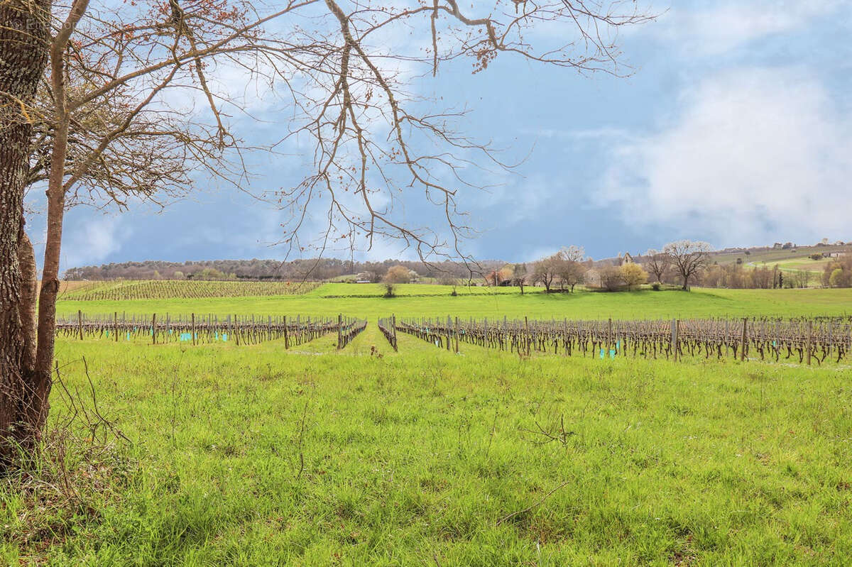 Paradis caché au milieu des vignes - photo 13