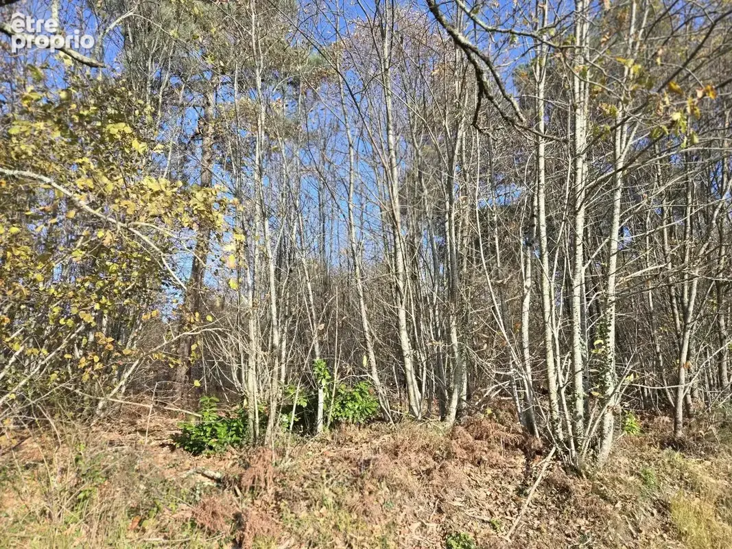 Terrain arboré d'1ha44 - photo 2