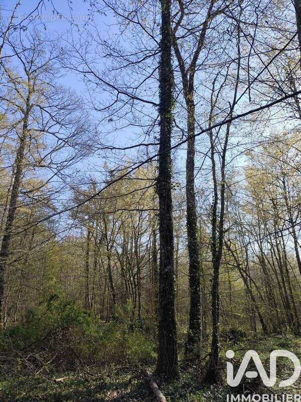 Photo 2 - Terrain à SURY-PRES-LERE