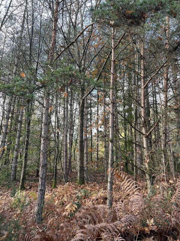 Terrain à CONFOLENS