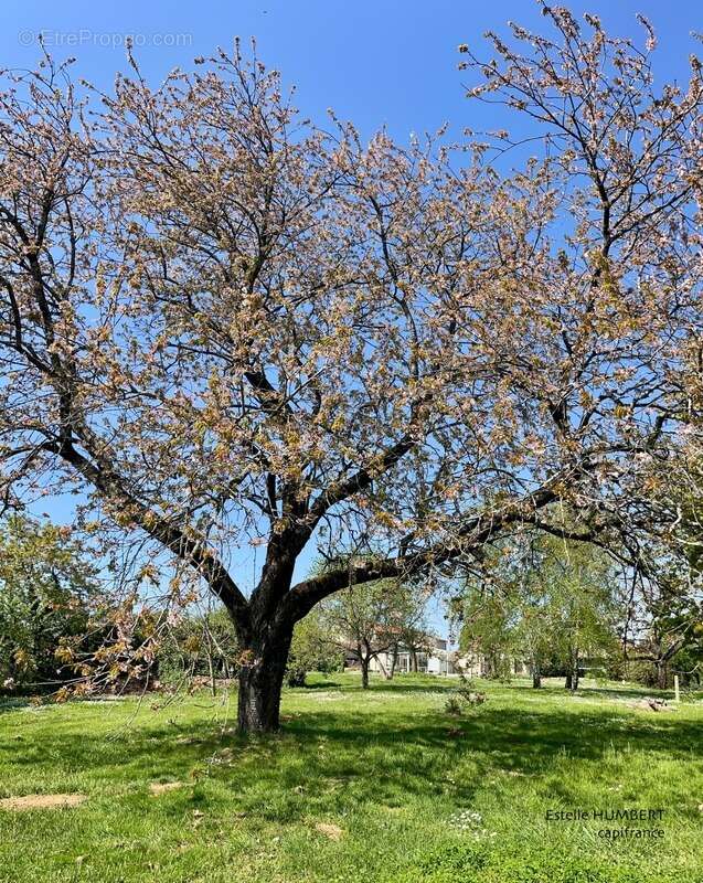 Maison à FONTENAY-LE-COMTE