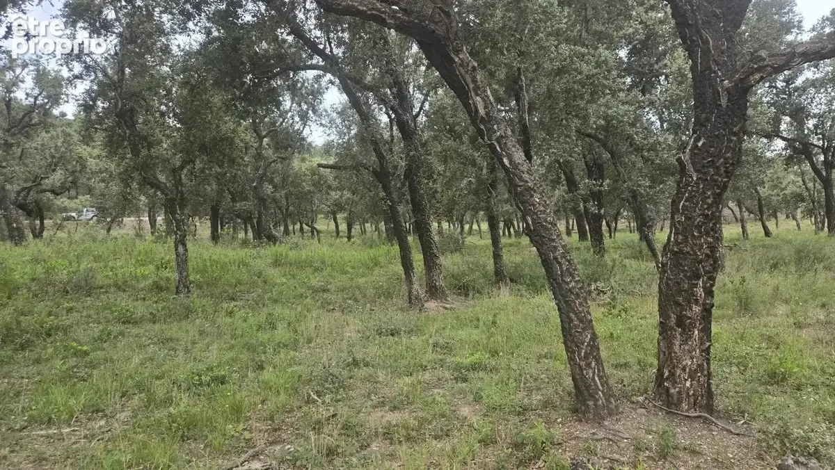 Terrain naturel 4,7 ha à Bormes-les-Mimosas - photo 2