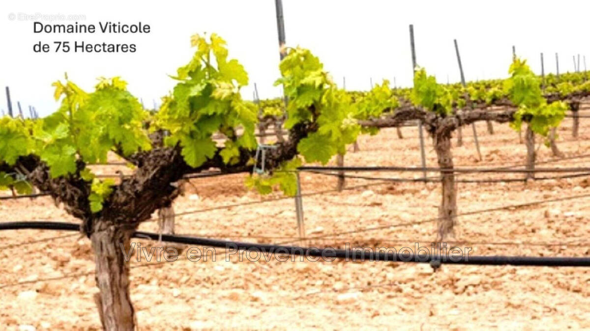 Terrain à SAINTE-CECILE-LES-VIGNES