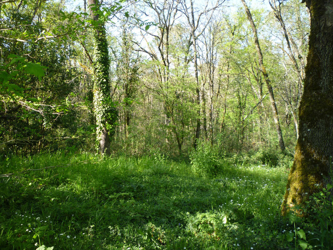 Parcelle de bois en campagne - monsempron libos - photo 4