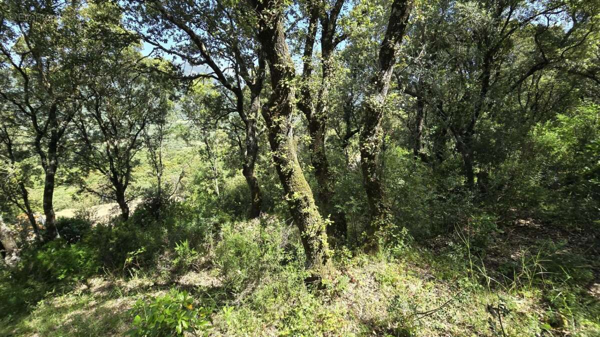 Terrain à SARTENE