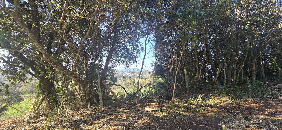 Terrain à OLMETO