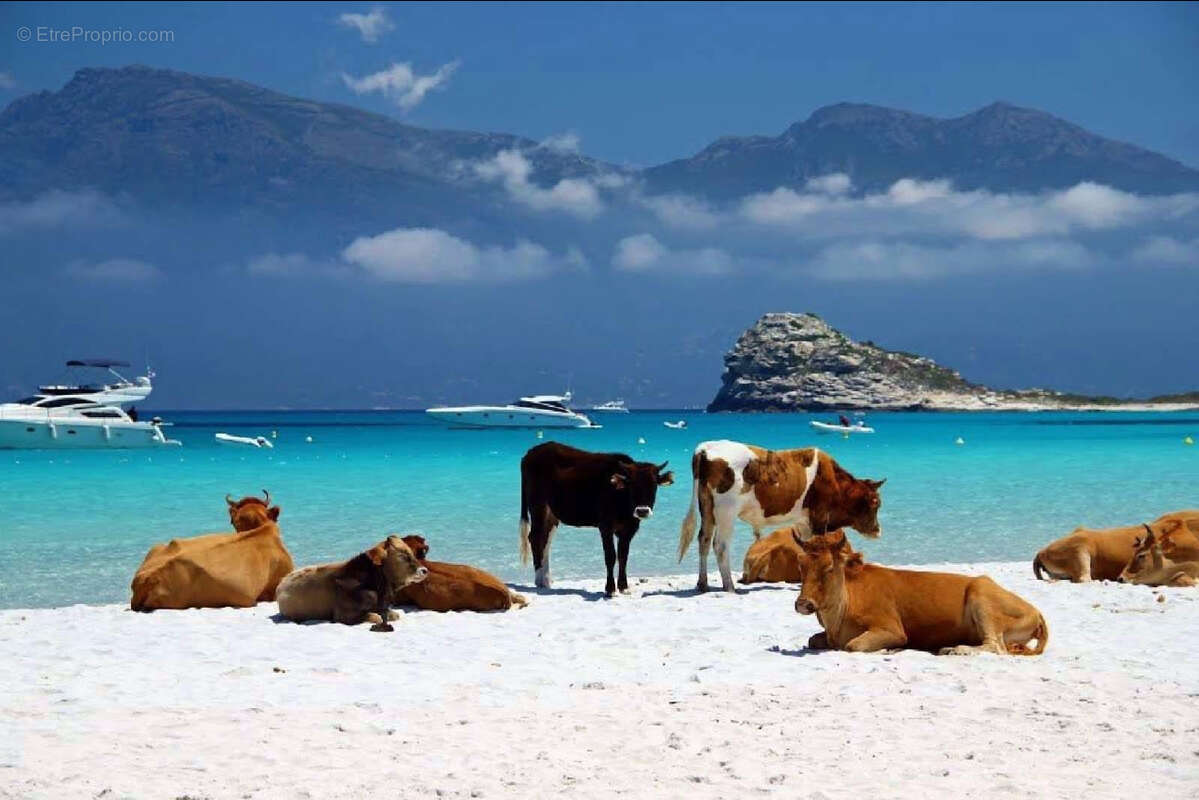 Maison à ALBITRECCIA