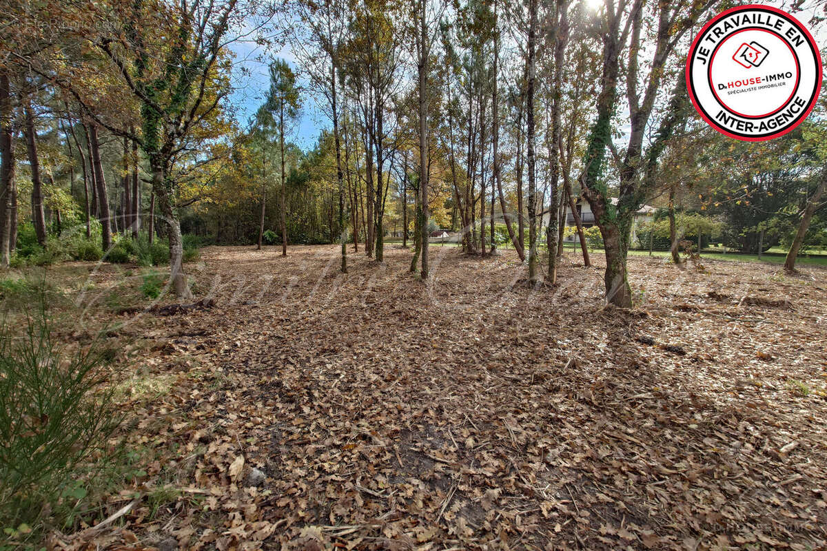 Terrain à SAINT-SAUVEUR