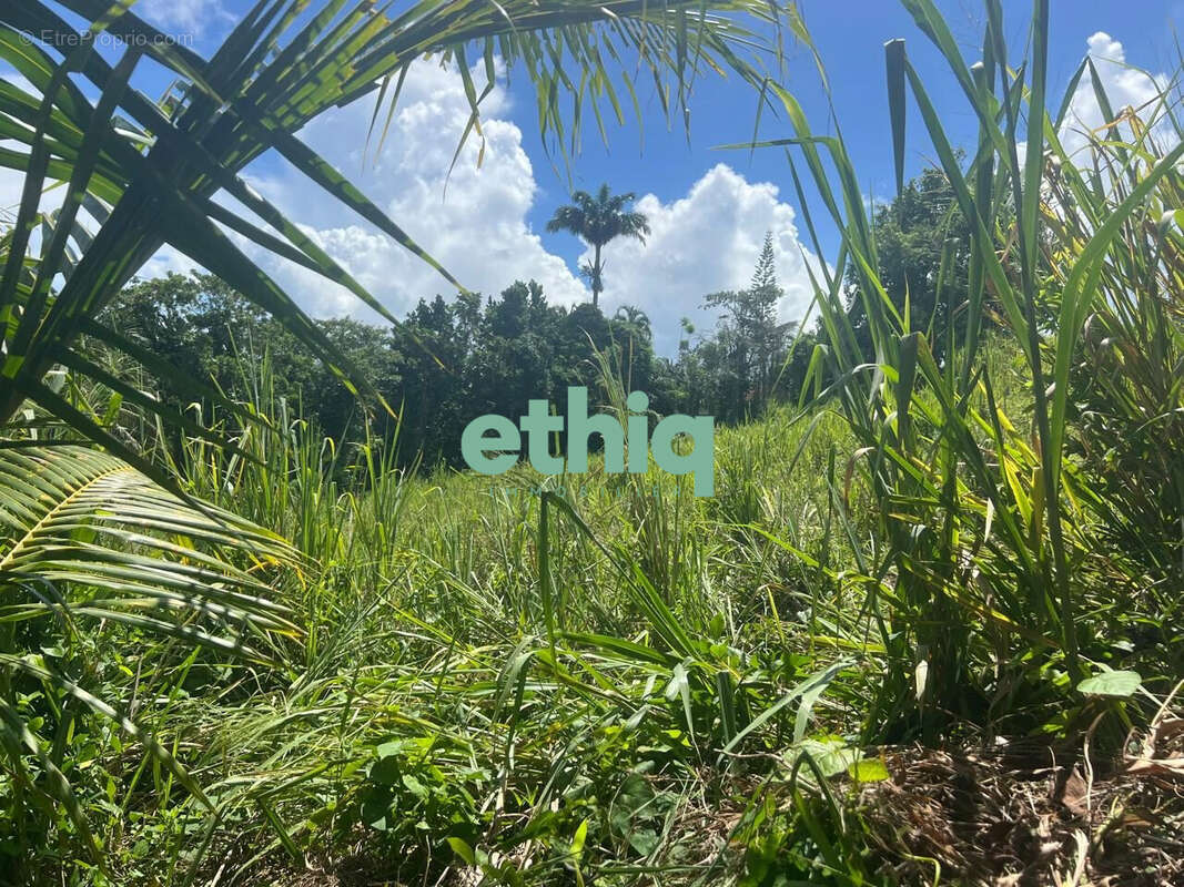 Terrain à SAINTE-ROSE