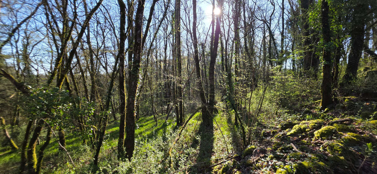 Terrain à ANGLES-SUR-L'ANGLIN