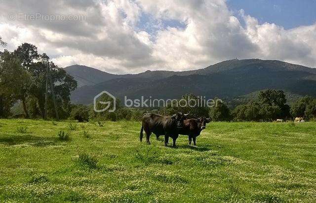 Terrain à ARGELES-SUR-MER