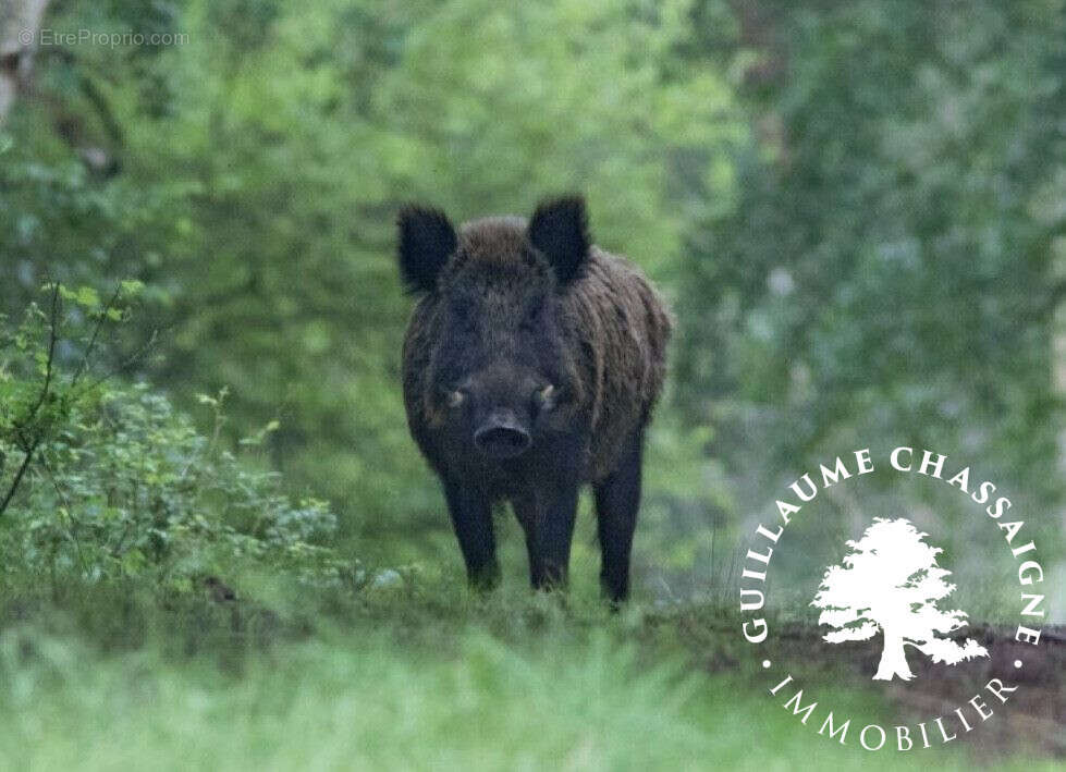 Terrain à SAINT-AMAND-MONTROND