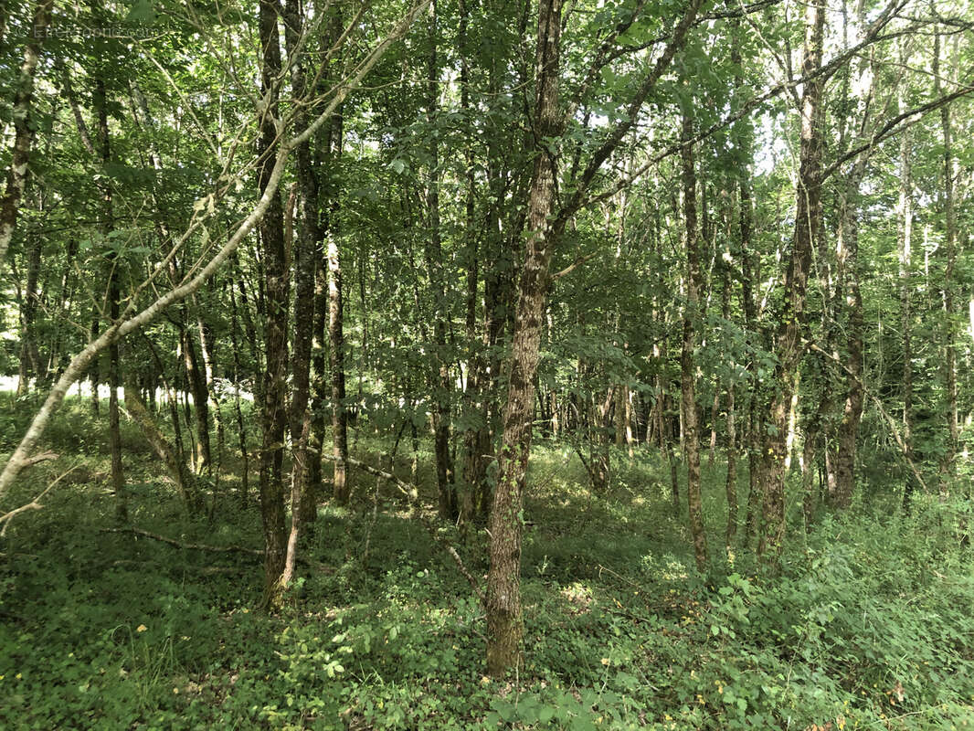 Terrain à CAZAUBON