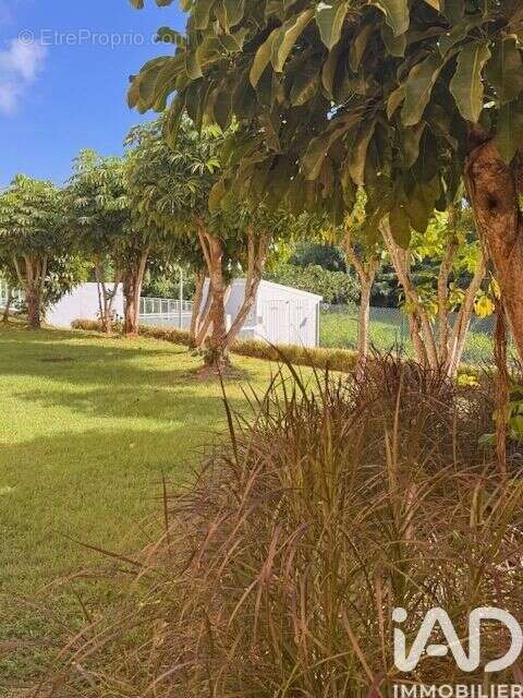 Photo 3 - Appartement à BAIE-MAHAULT