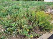 Terrain à TOULOUGES