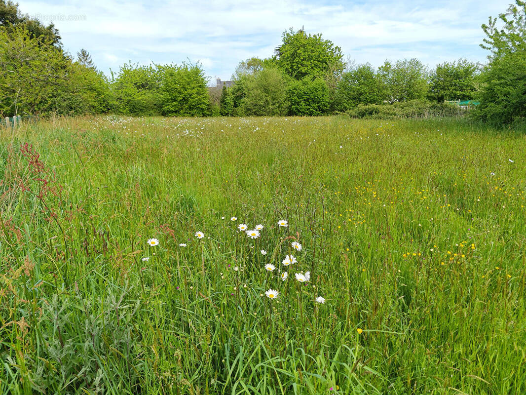 Terrain à MONTENEUF