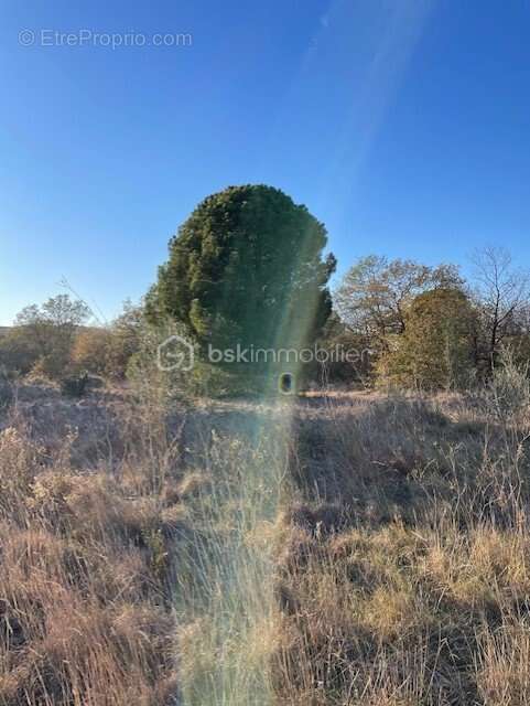 Terrain à CABESTANY