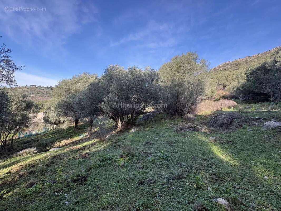 Terrain à MONTEGROSSO