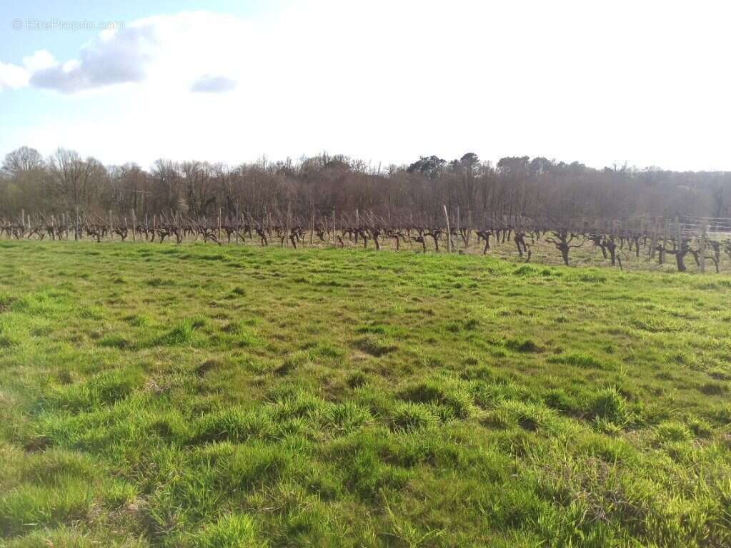 A vendre | Maison et terres | Laujuzan (Gers - 32) - Maison à LAUJUZAN