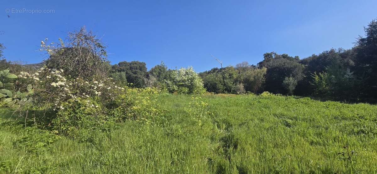 Terrain à OLMETO