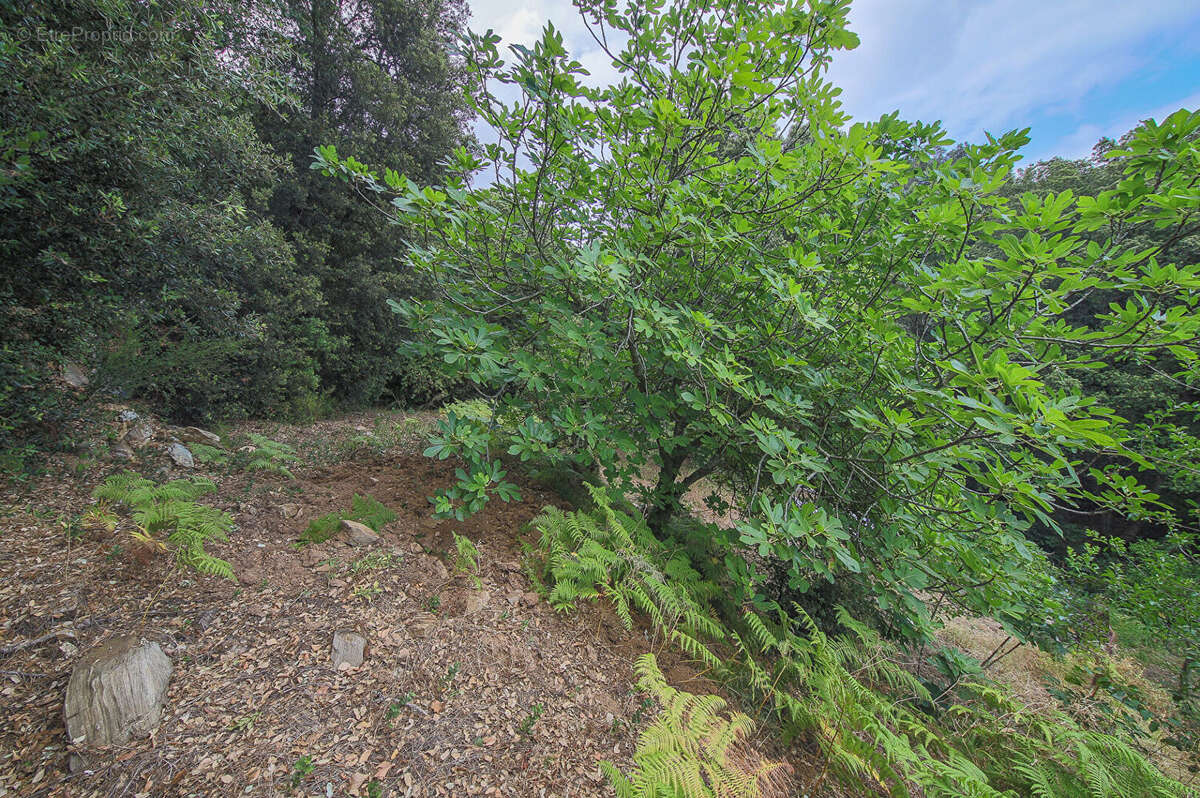 Terrain à BASTIA