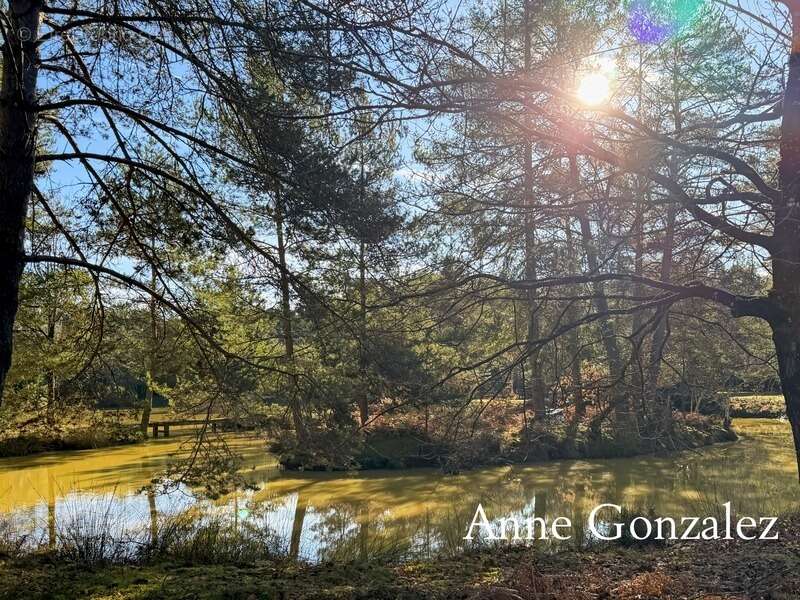 VIENNE EN VAL, à trente minutes d'ORLEANS aux portes de l'Orée de Sologne Propriété à vendre avec 24 hectares boisés et son étan - photo 14
