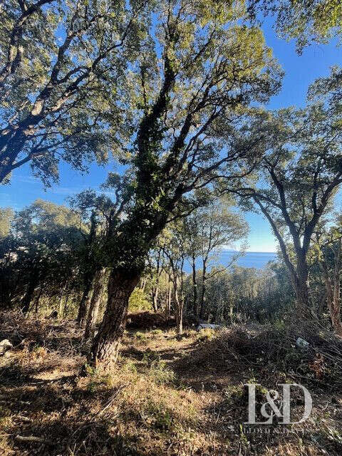 Terrain à SAN-MARTINO-DI-LOTA
