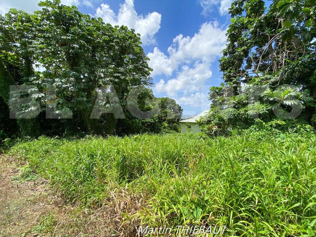 IMG_4907 - Terrain à LE LAMENTIN