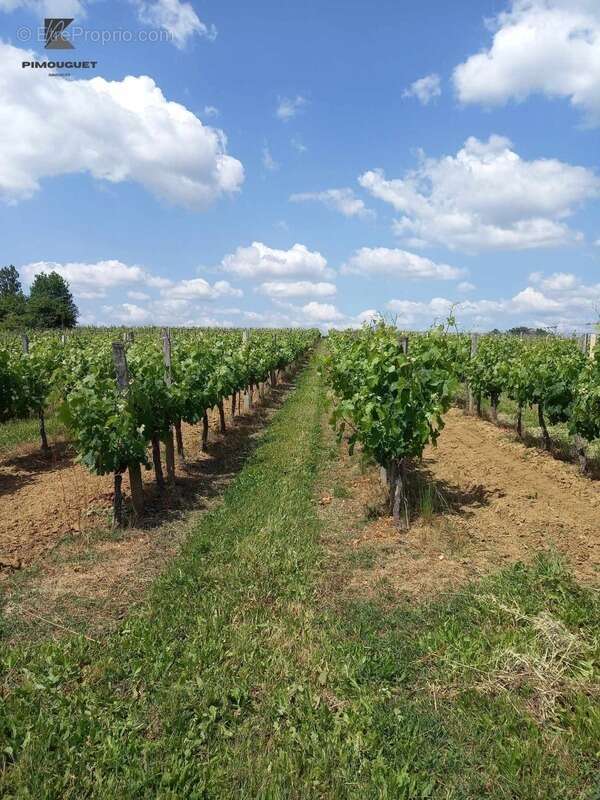 Maison à SAINT-EMILION