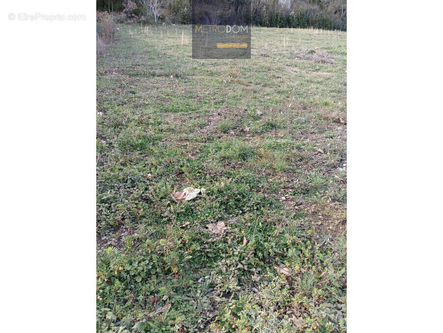 Terrain à MURVIEL-LES-MONTPELLIER