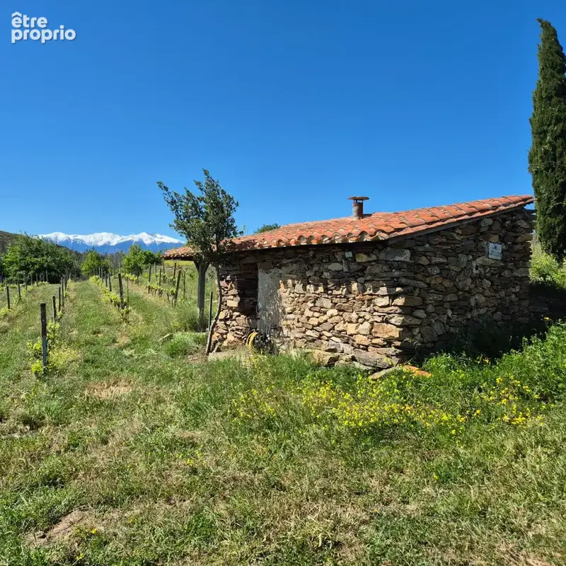 Domaine viticole - photo 6