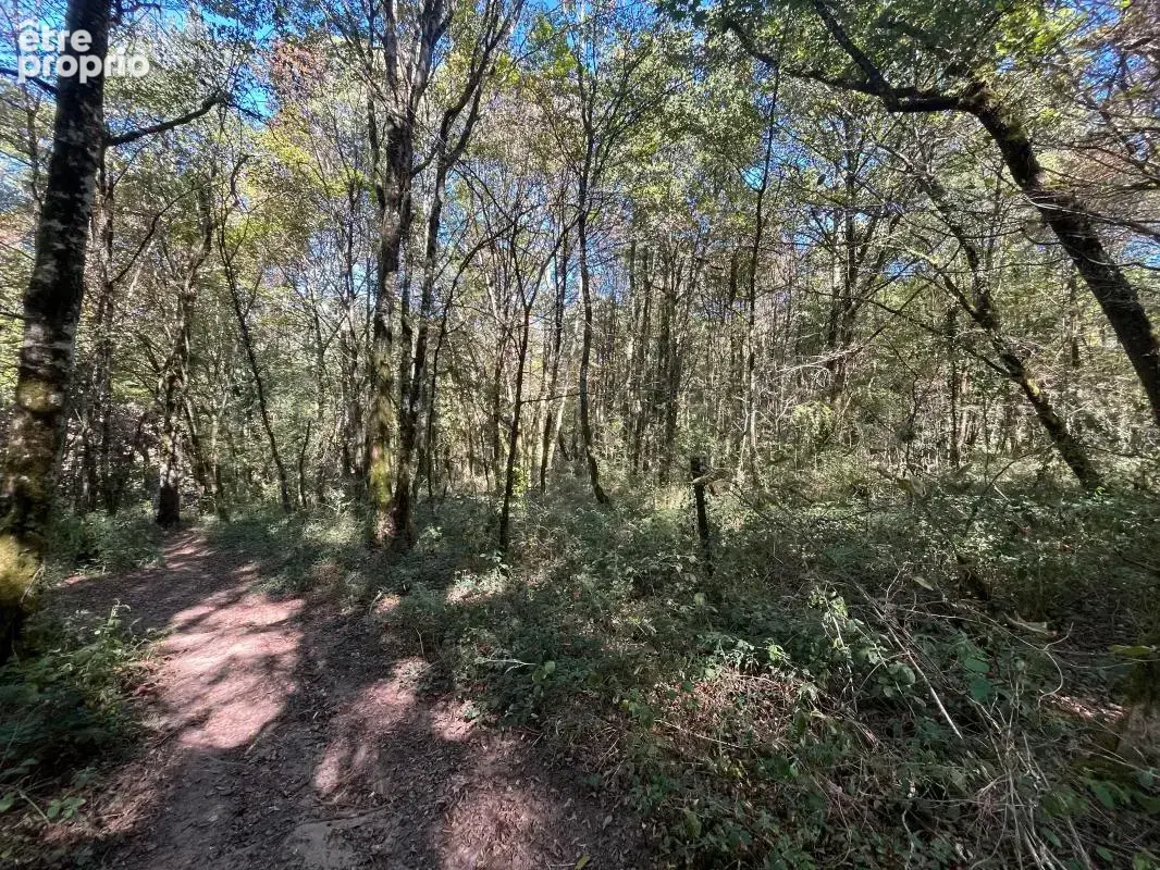 Belle parcelle de bois - AGENCE ORPI BRIVE - photo 7