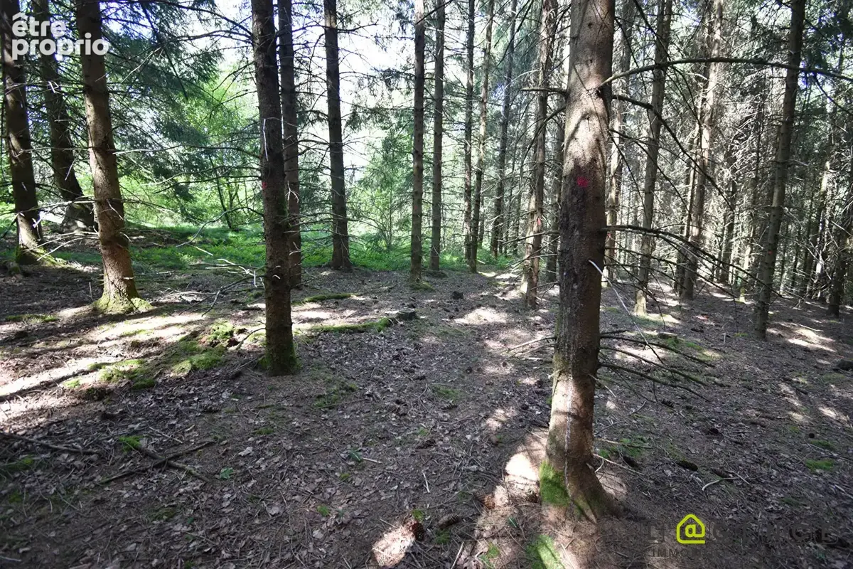 Parcelle forestière Anould 5420 m2 - photo 14