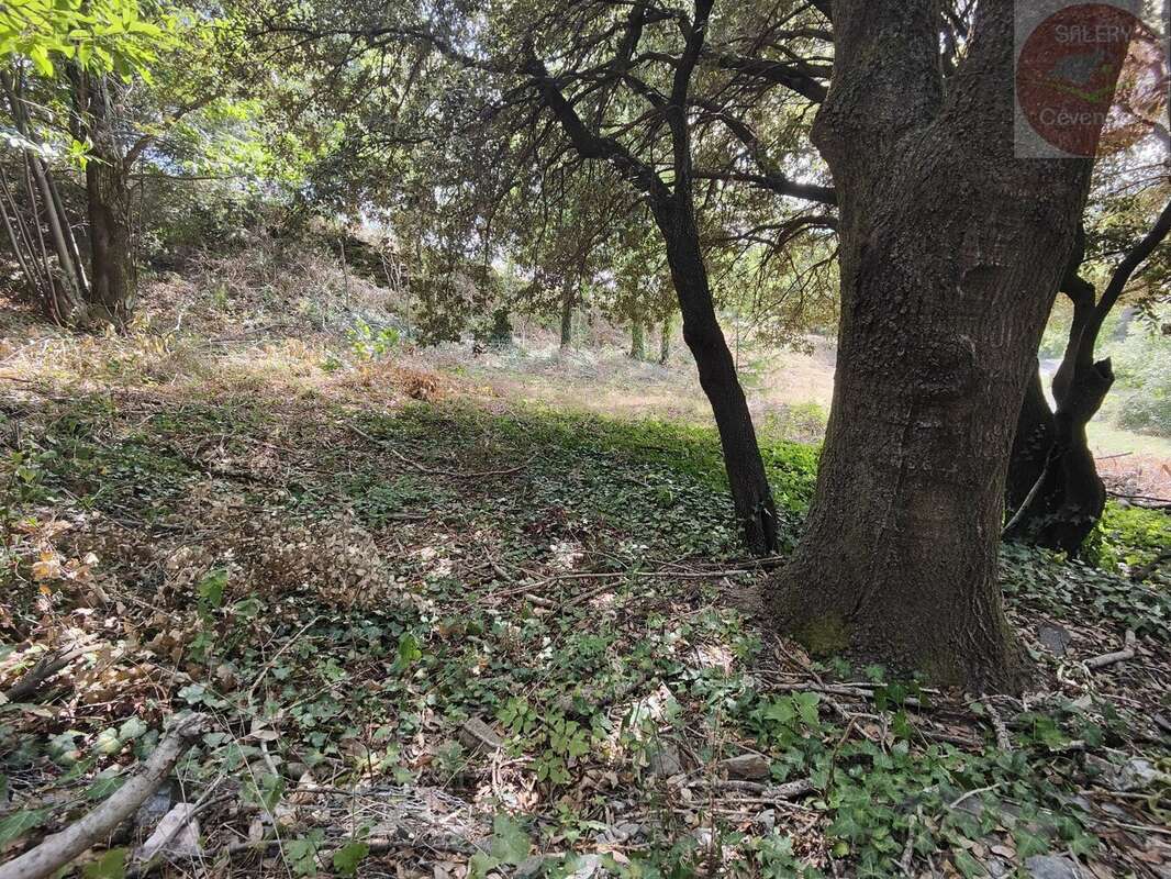 Terrain constructible de 2553m² en Cévennes Vallée Française - photo 6