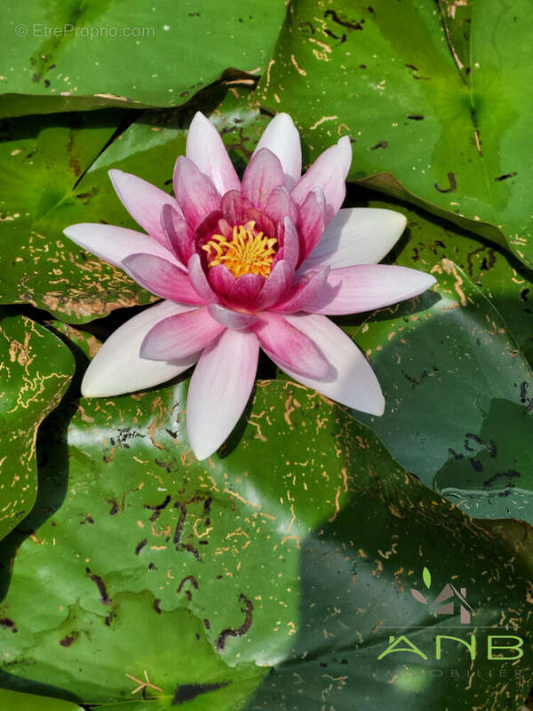 Maison à BUSSAC-SUR-CHARENTE