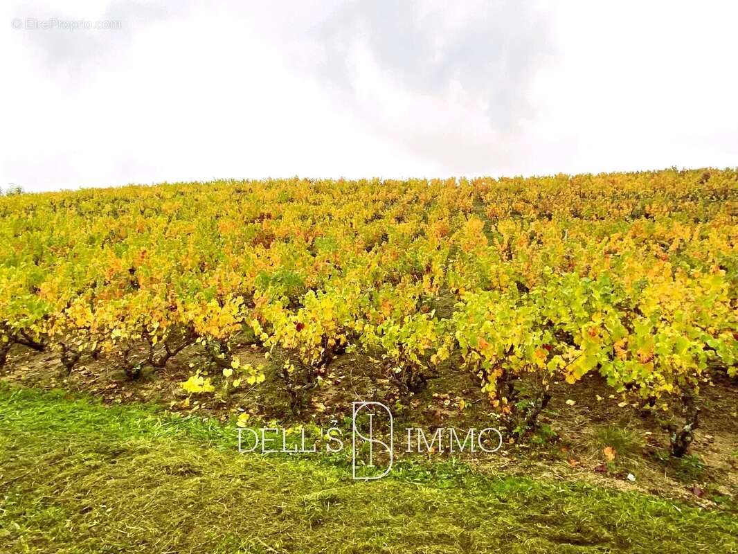 Terrain à FLEURIE