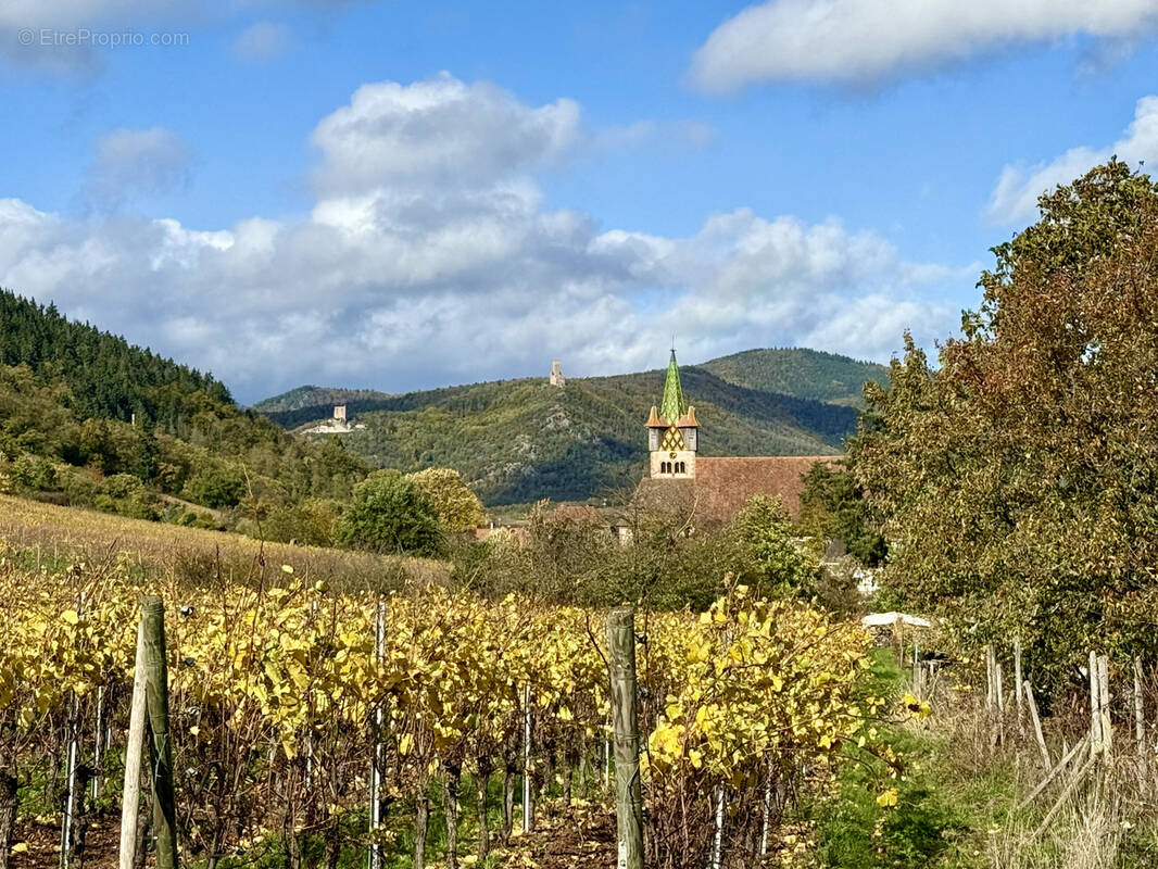 Terrain à CHATENOIS