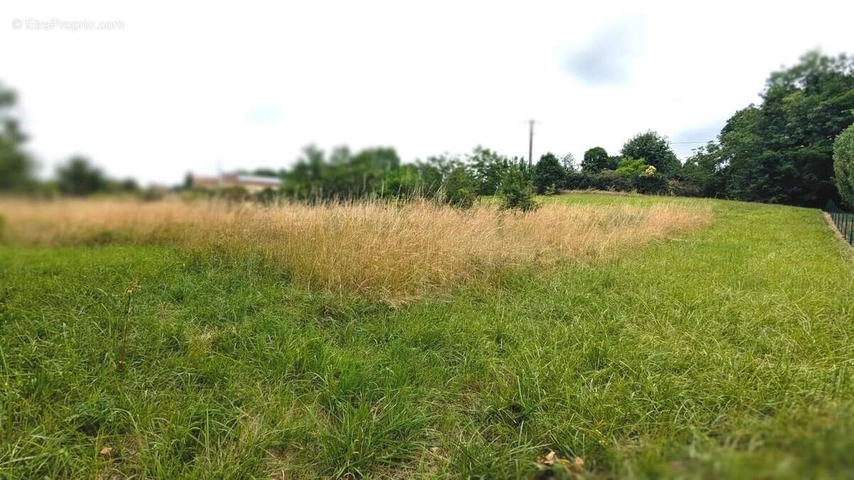 La photo montre un champ avec de l'herbe haute et des arbres en arrière-plan sous un ciel nuageux. - Terrain à LA SAUVETAT-DE-SAVERES