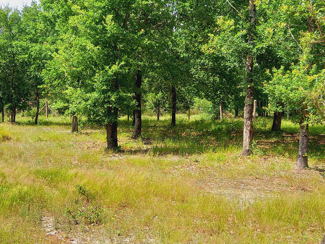 Terrain à PARENTIS-EN-BORN