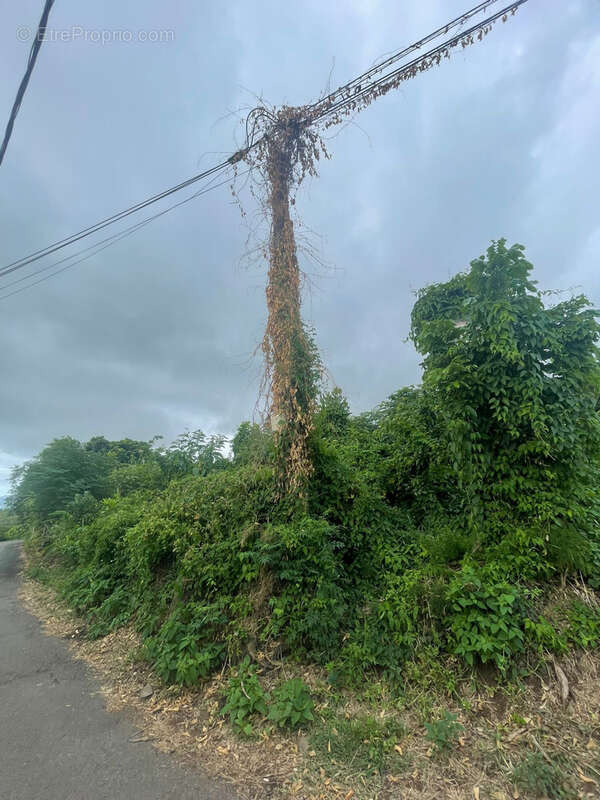 Terrain à SAINT-PAUL