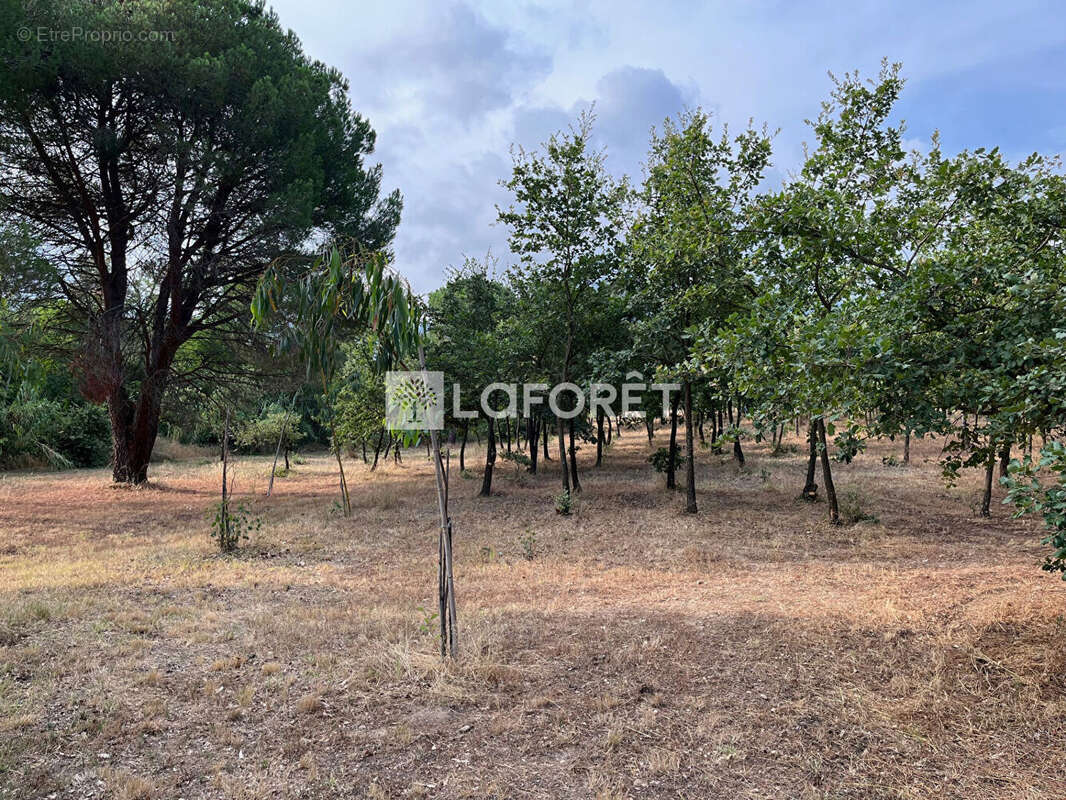 Terrain à LAROQUE-DES-ALBERES
