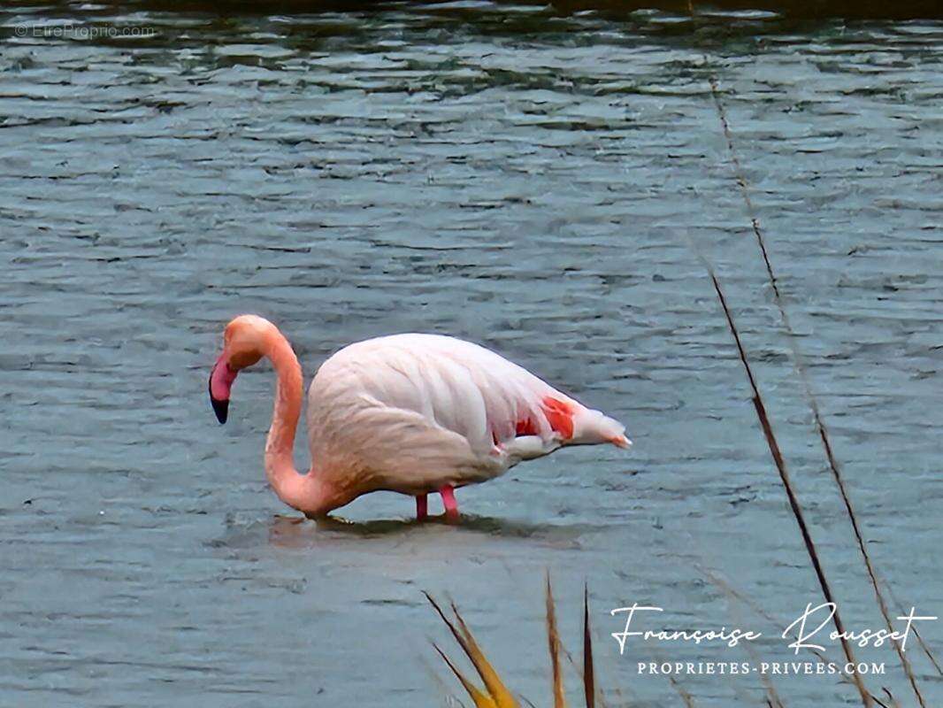 Appartement à LE GRAU-DU-ROI