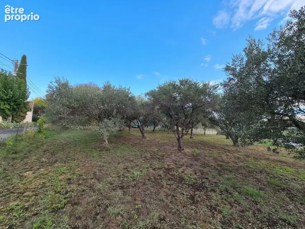 Terrain plat avec oliviers - photo 2
